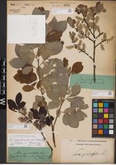 Foto von Salix appendiculata Vill.